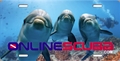 OnlineScuba Dolphin License Plate