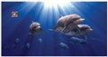 Small Microfiber Dolphins Towel