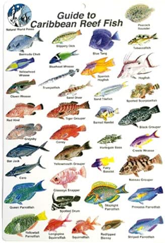 Trident Scuba Caribbean Reef Fish ID Slate Card