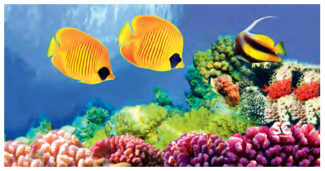Small Microfiber Coral Reef Towel