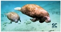 Small Microfiber Manatees Towel