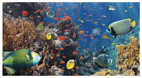 Large Microfiber Reef Towel