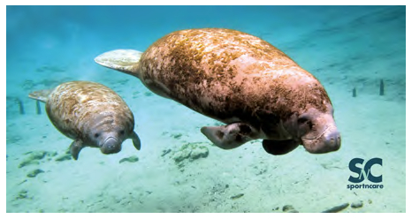 Large Microfiber Manatees Towel